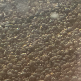 琥珀めだか子供達の画像