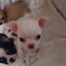 豚吉君元気やでぇ～の画像