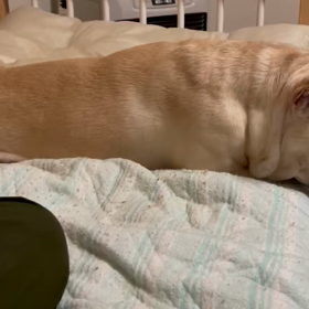 ベッド占領中の画像