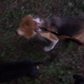 ♪お散歩動画♪代々木公園♪の画像