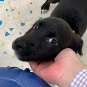 新人加入 ???の画像