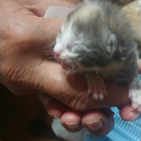 ノルウェージャンの赤ちゃん、ちょっぴり回復！の画像