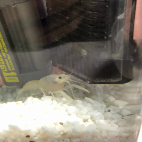 ザリガニくん晩ご飯の画像