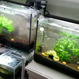 増えすぎて…の画像