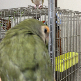 コザコザ リィとファルの画像