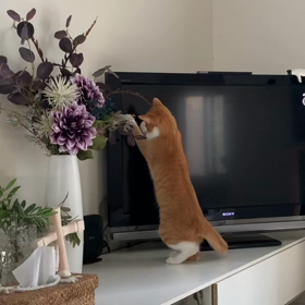 猫じゃらし動画の画像