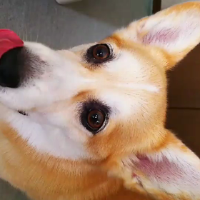 えんやこら～の画像