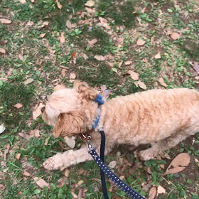 ♪お散歩動画♪代々木公園♪の画像