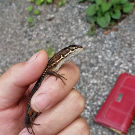 かけっこかけっこ！の画像