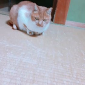(動画)実家猫ハナちゃんの画像