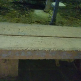 今夜のノラちゃんの画像