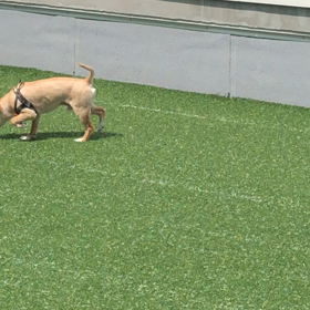 わが家のわんこの画像