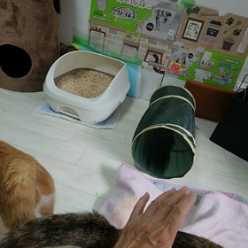 おしりポンポンの画像