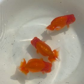 水温上げたらの画像
