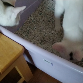 今朝の雪見だいふく8/28(リブログ歓迎)の画像