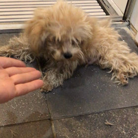 下半身麻痺のプードル仔犬の画像