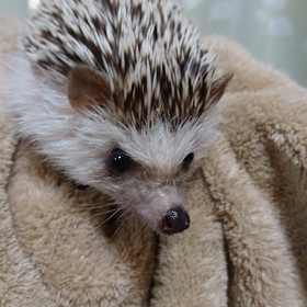 お風呂上がりももた君。の画像