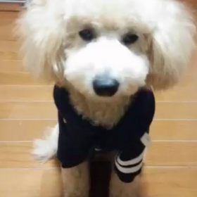 爆笑♪関西弁のカイト？の画像