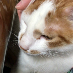 デコちゃん、お膝占領の画像