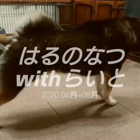 動画のせれた！！柴犬・はるちゃん、らいとくんの画像