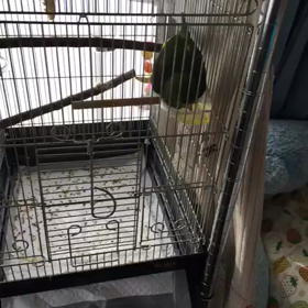 キィたんがっっっ！！！の画像