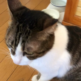 バタバタな帰省で娘、バタンキュー。母困った。デールちゃんのあくび。の画像