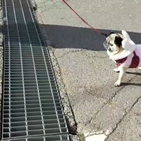 卯年に、うさぎ跳びっ☆の画像