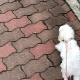 りんちゃんお散歩の画像