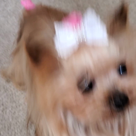 何だか笑えたライムの画像