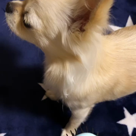 チワワの遠吠え♡の画像