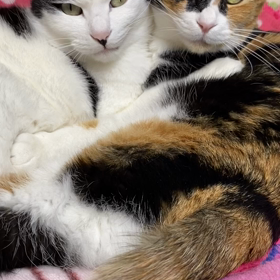 おかえり〰！はなくても…の画像