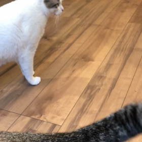 投げてほしいの画像