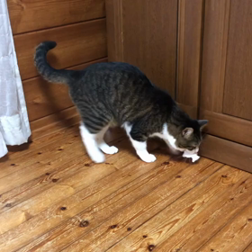 白いもの、大好きの画像