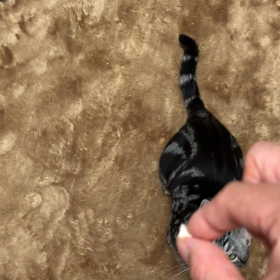 アメの大好物の画像