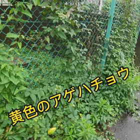 黄色のアゲハチョウの画像