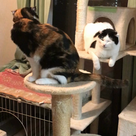 リナちゃんの勝ち！の画像