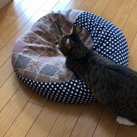 私の疲れが取れないより猫デールのメンタルが心配。叫んでるよ、お願いやめてマリーさん！動画。の画像