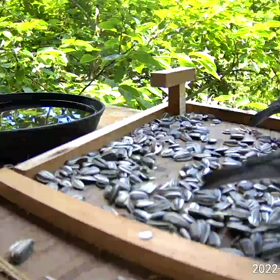 すぎぴたんの事件簿シーズン２　２９４話（ヤマガラ子、おねだりされる）の画像