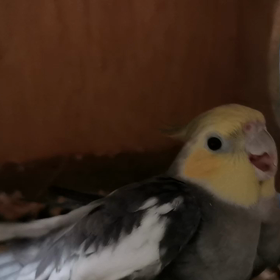 モカの雛、2羽目の画像