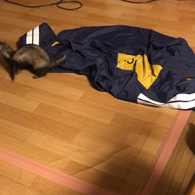 数日前のリント　レティが遊んでくれたの画像