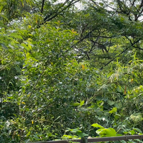 蝶々〜蝶々〜の画像