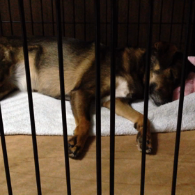 ねごと？の画像