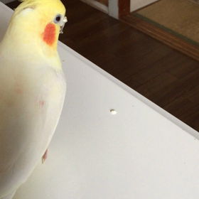 何か付いてる…の画像