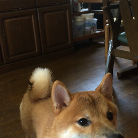 ｢気を付けて行きなさい 今日の日はこれからの人生の初日だと思って｣麻央ちゃんのブログからの画像