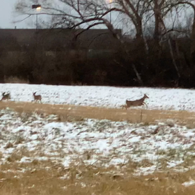 ココは奈良公園?!の画像