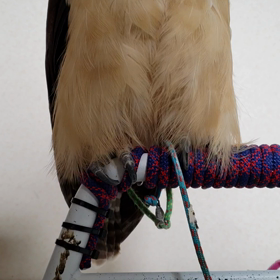 まりもをよしよしの画像