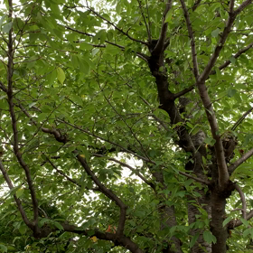 みんみんぜみの画像