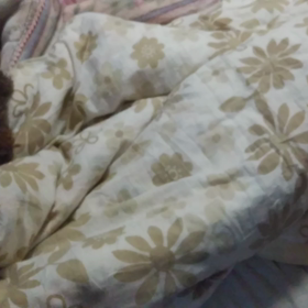 今朝のわんこの画像