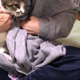 里親募集中の雪ちゃんの画像