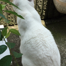 何を見ているのかにゃ？の画像